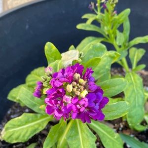 Meet your Posher, Diana